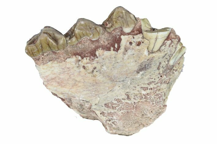 Oreodont (Merycoidodon) Jaw Section - South Dakota #254997